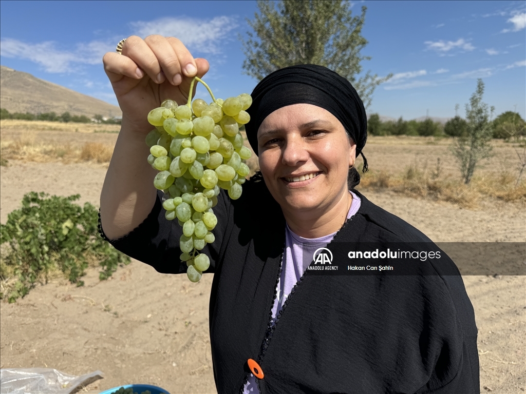 بجهود نسائية.. رحلة دبس العنب للموائد تبدأ بقيصري التركية 