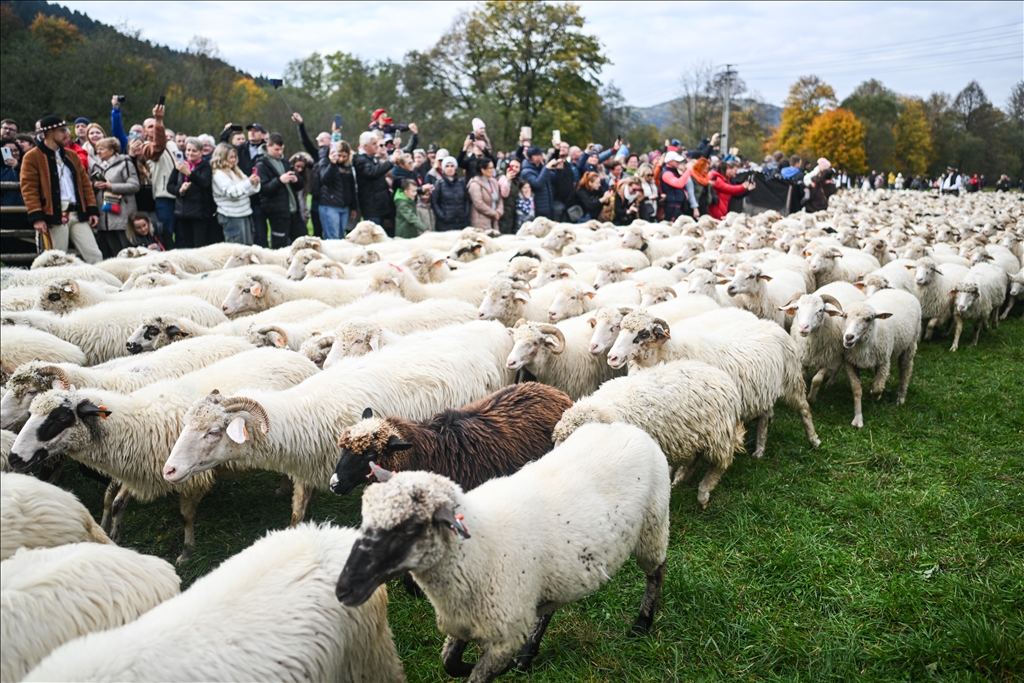 Shepherds and sheep descend for Redyk: Celebrating end of the shepherd season in Poland