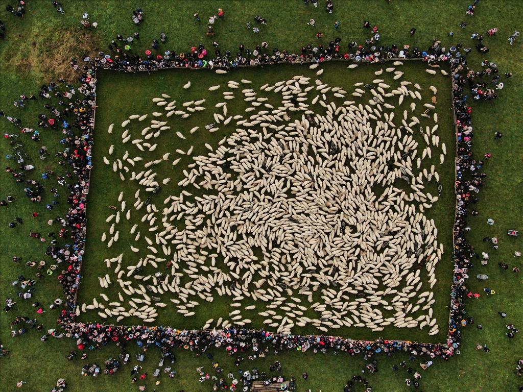 Shepherds and sheep descend for Redyk: Celebrating end of the shepherd season in Poland