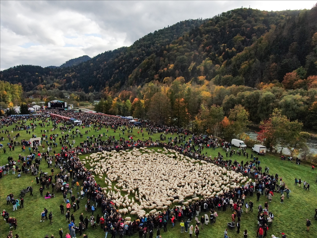 Shepherds and sheep descend for Redyk: Celebrating end of the shepherd season in Poland
