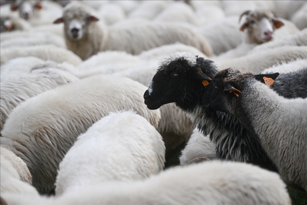 Shepherds and sheep descend for Redyk: Celebrating end of the shepherd season in Poland