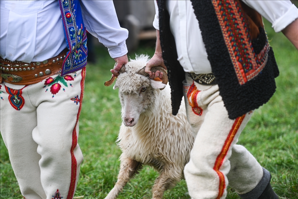 Shepherds and sheep descend for Redyk: Celebrating end of the shepherd season in Poland