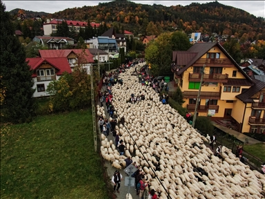 Shepherds and sheep descend for Redyk: Celebrating end of the shepherd season in Poland