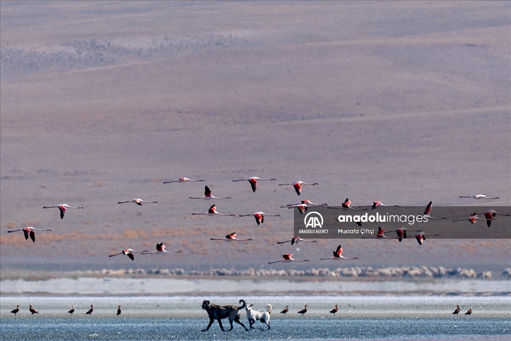 دەریاچەی دودەن، وێستگەی باڵندە کۆچەرییەکان