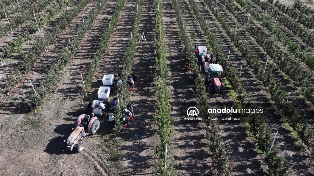 Yahyalı elması yöre kadınının elinden dünya pazarına açılıyor