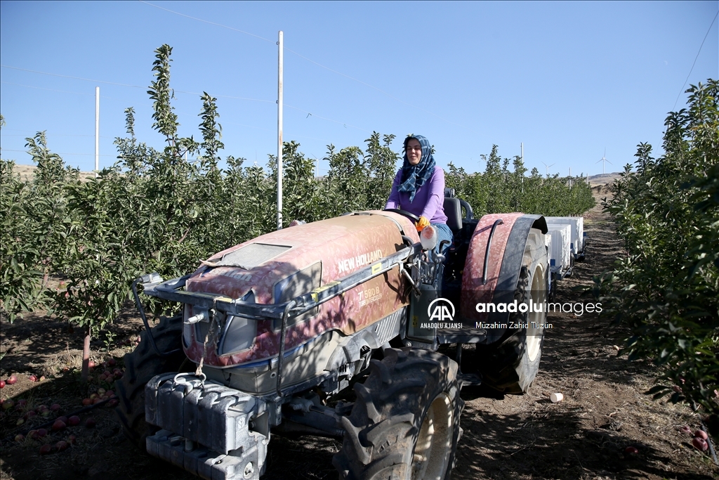 Yahyalı elması yöre kadınının elinden dünya pazarına açılıyor