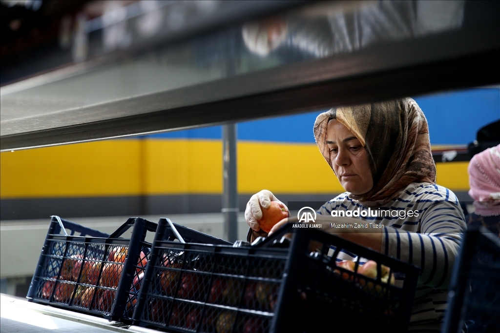 Yahyalı elması yöre kadınının elinden dünya pazarına açılıyor