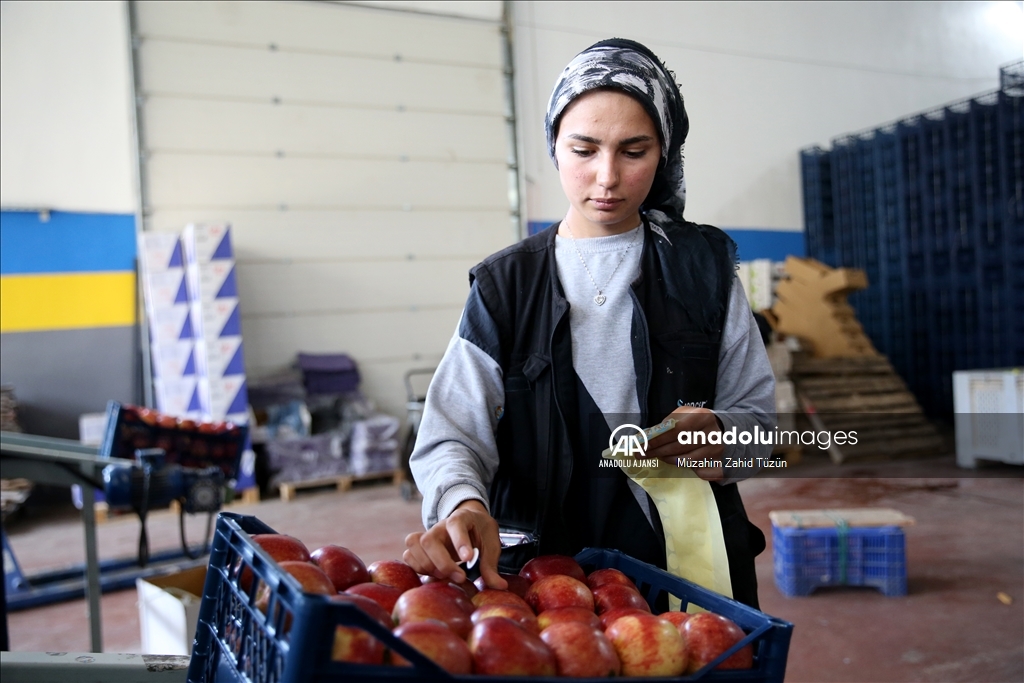 Yahyalı elması yöre kadınının elinden dünya pazarına açılıyor