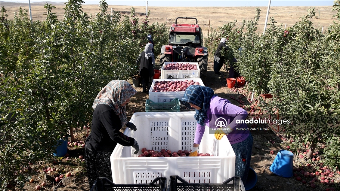 Yahyalı elması yöre kadınının elinden dünya pazarına açılıyor