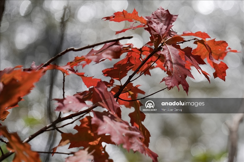 Autumn in Canada