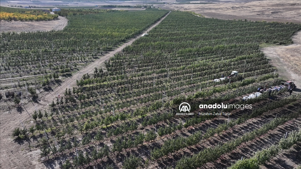 Yahyalı elması yöre kadınının elinden dünya pazarına açılıyor