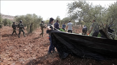 İşgal altındaki Batı Şeria'da zeytin hasadı