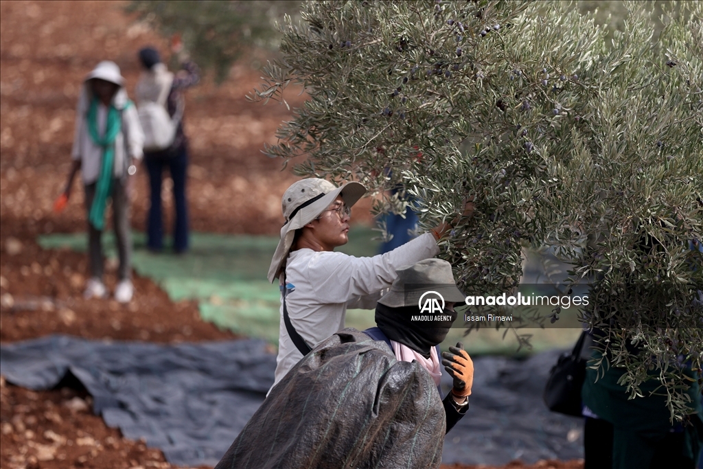 بـ"الفزعة".. الفلسطيني عودة يتحدى المستوطنين ويقطف زيتون الضفة 