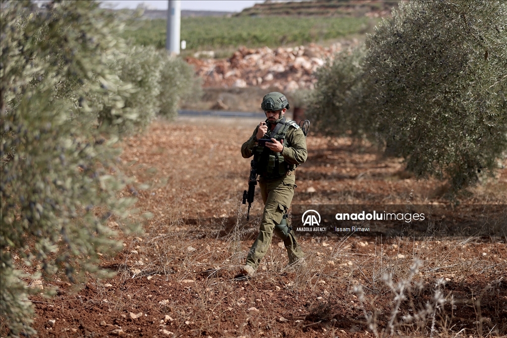 بـ"الفزعة".. الفلسطيني عودة يتحدى المستوطنين ويقطف زيتون الضفة 