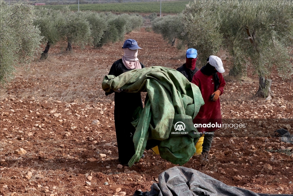 بـ"الفزعة".. الفلسطيني عودة يتحدى المستوطنين ويقطف زيتون الضفة 