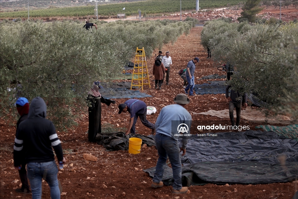 بـ"الفزعة".. الفلسطيني عودة يتحدى المستوطنين ويقطف زيتون الضفة 