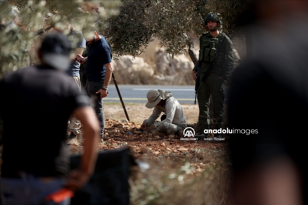 بـ"الفزعة".. الفلسطيني عودة يتحدى المستوطنين ويقطف زيتون الضفة 