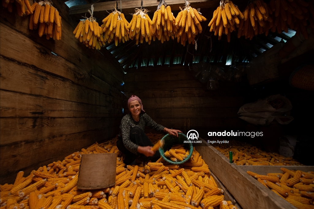 Karadeniz bölgesinin serenderlerinde kışa hazırlık mesaisi