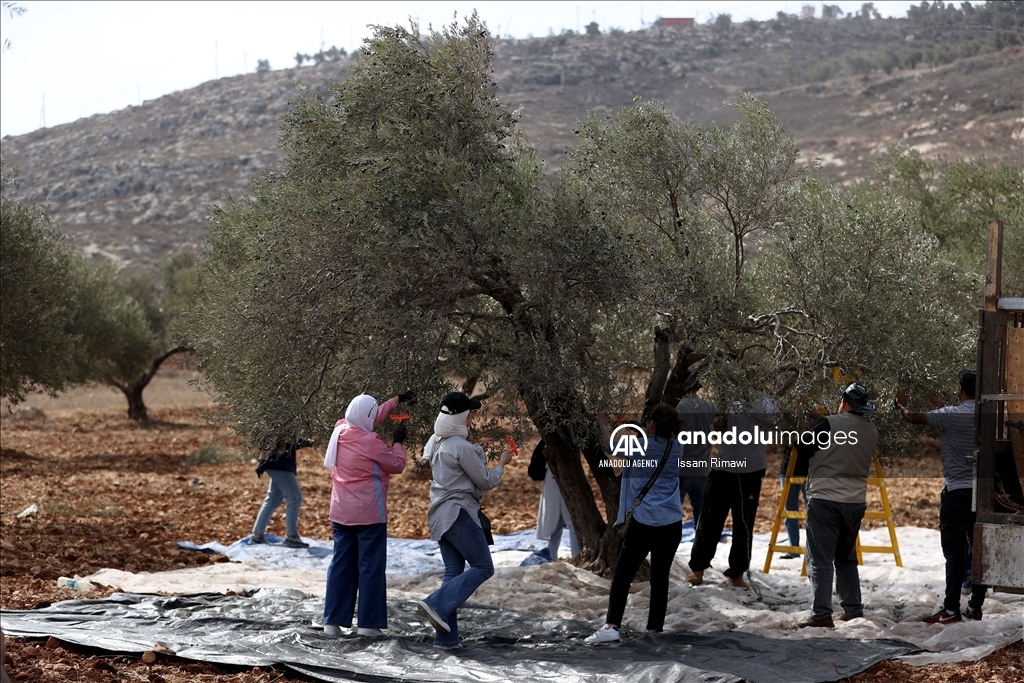 بـ"الفزعة".. الفلسطيني عودة يتحدى المستوطنين ويقطف زيتون الضفة 