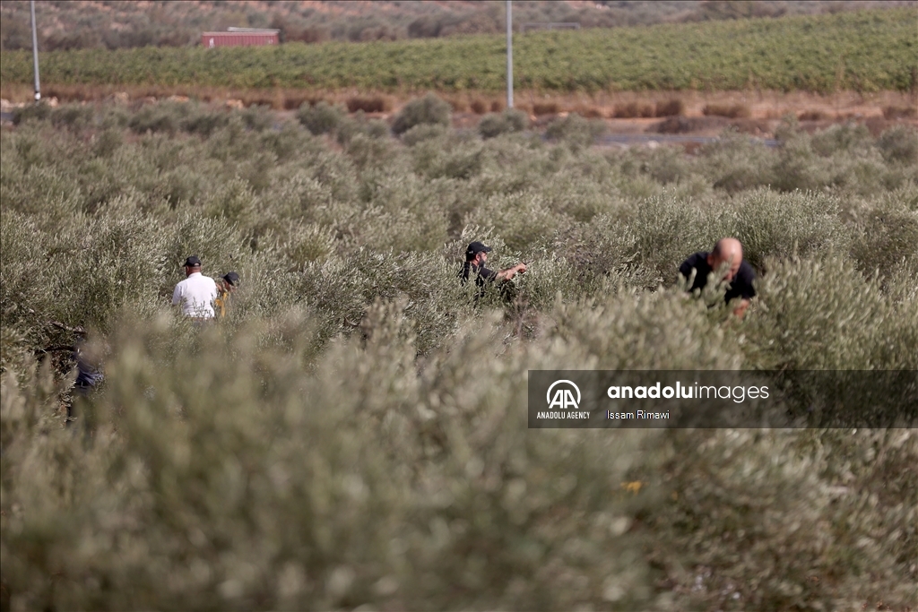 بـ"الفزعة".. الفلسطيني عودة يتحدى المستوطنين ويقطف زيتون الضفة 