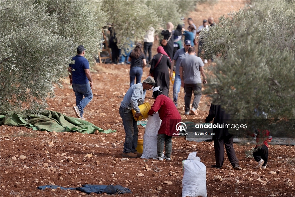 بـ"الفزعة".. الفلسطيني عودة يتحدى المستوطنين ويقطف زيتون الضفة 