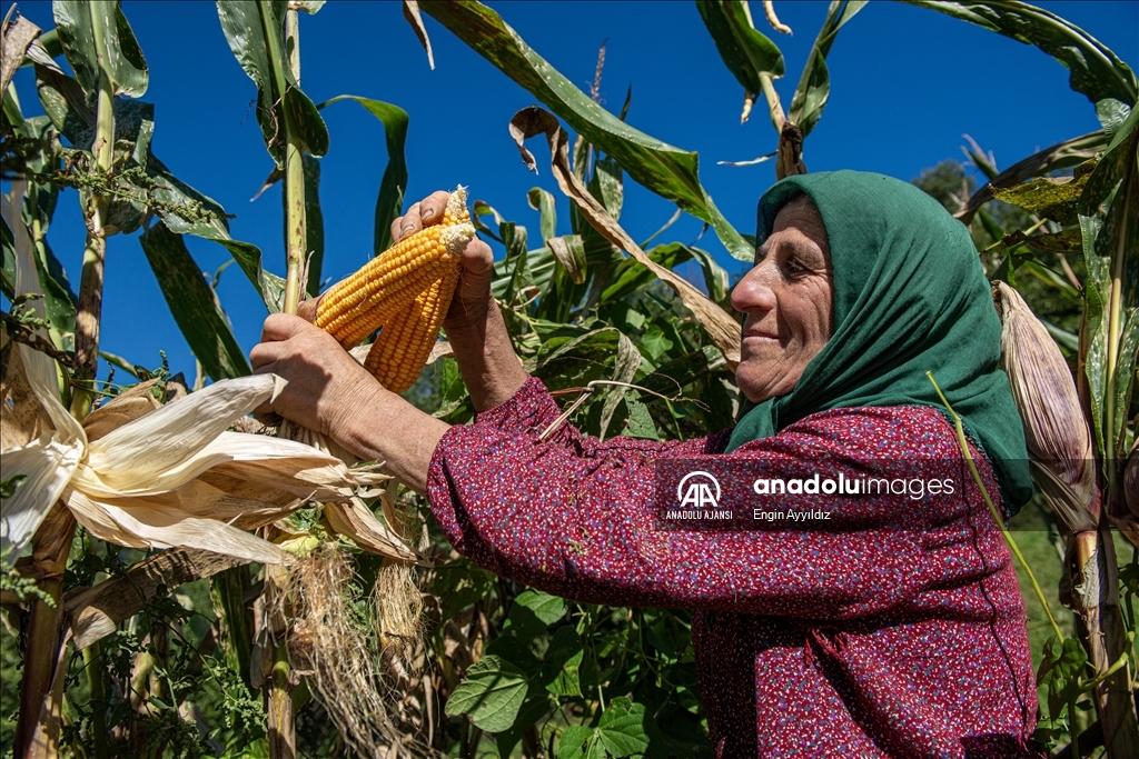 Karadeniz bölgesinin serenderlerinde kışa hazırlık mesaisi