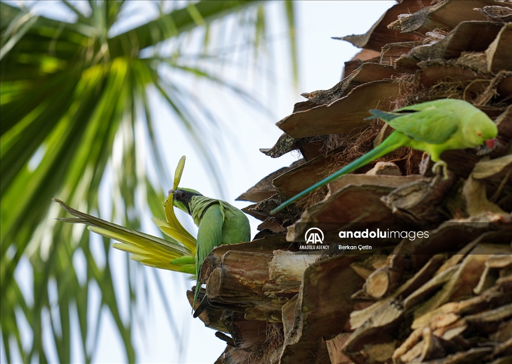 Green parrots make palm trees in Izmir's Kulturpark their nesting sites