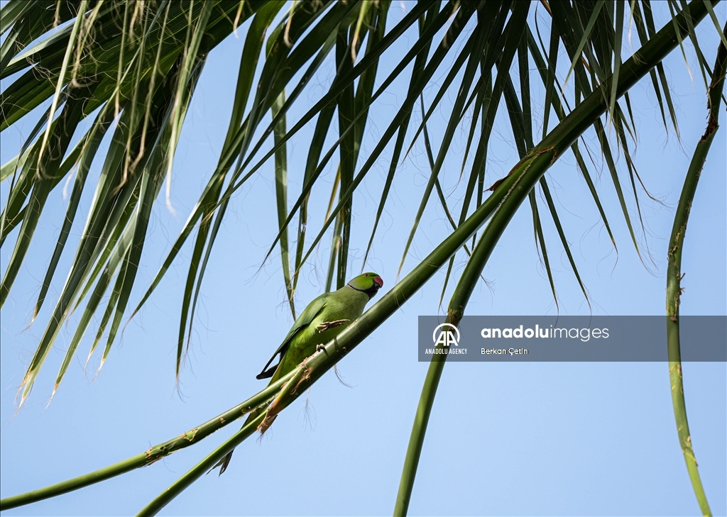 Green parrots make palm trees in Izmir's Kulturpark their nesting sites