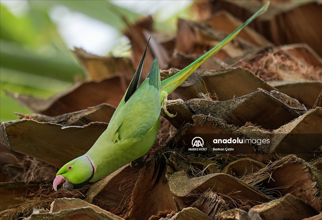 Green parrots make palm trees in Izmir's Kulturpark their nesting sites