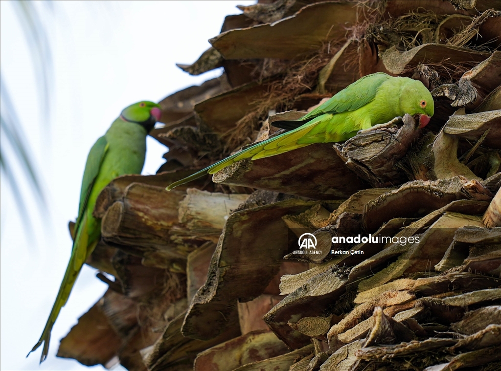 Green parrots make palm trees in Izmir's Kulturpark their nesting sites