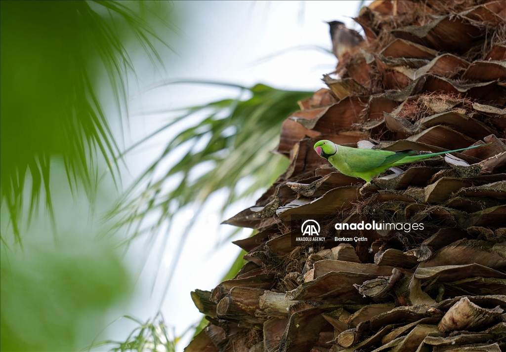 Green parrots make palm trees in Izmir's Kulturpark their nesting sites