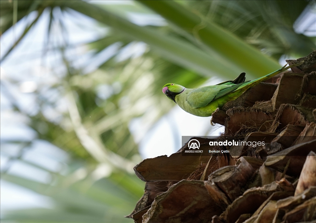 Green parrots make palm trees in Izmir's Kulturpark their nesting sites