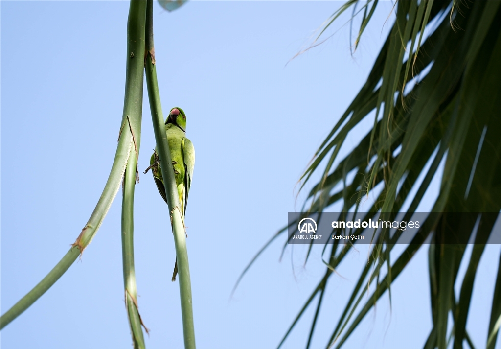 Green parrots make palm trees in Izmir's Kulturpark their nesting sites