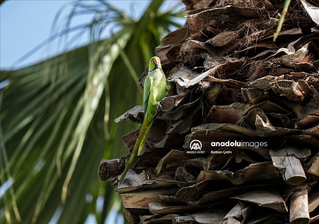 Green parrots make palm trees in Izmir's Kulturpark their nesting sites