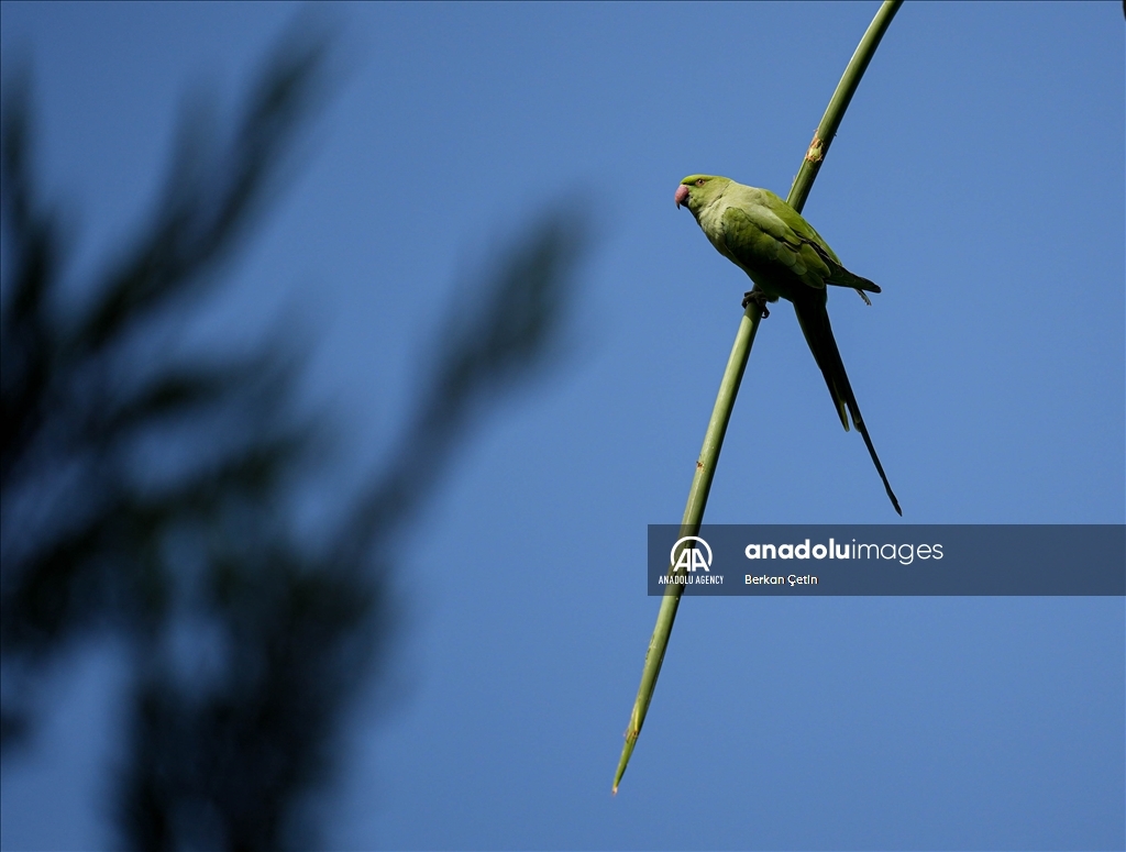 Green parrots make palm trees in Izmir's Kulturpark their nesting sites