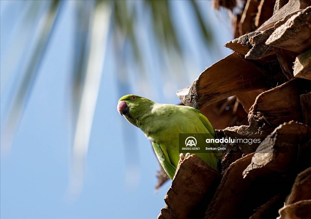 Green parrots make palm trees in Izmir's Kulturpark their nesting sites