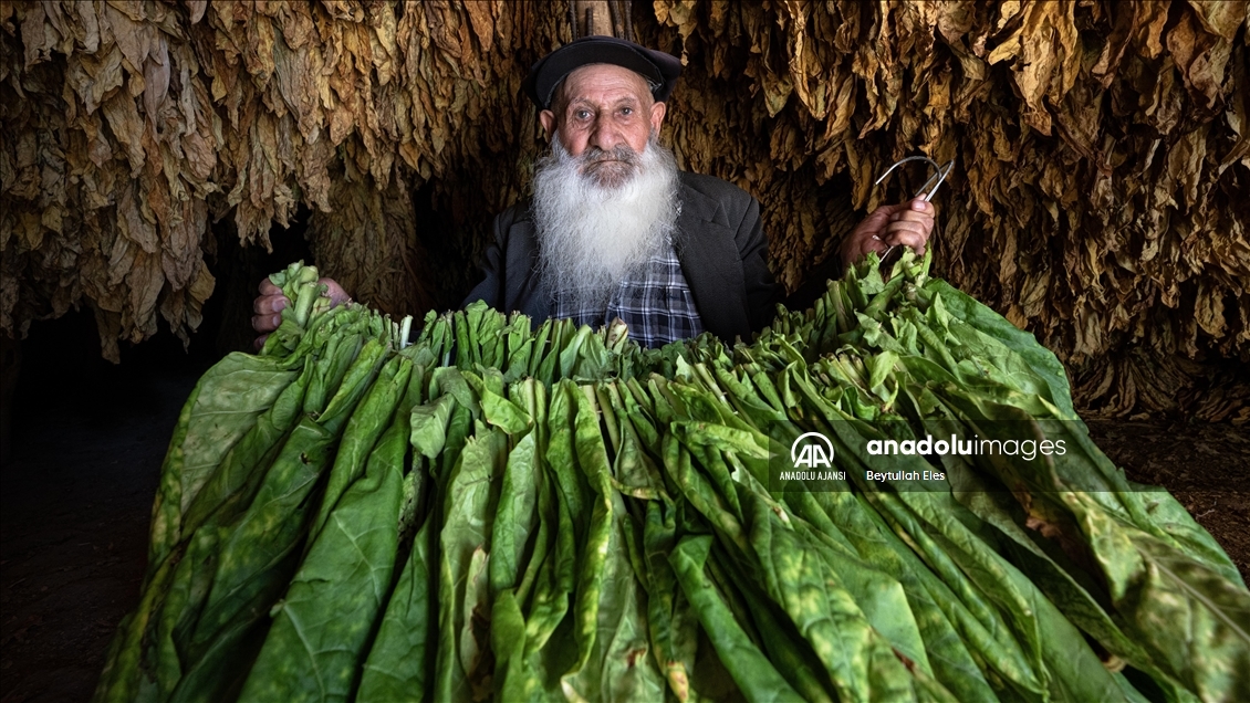 Adıyaman'ın Çelikhan ilçesinde tütün mesaisi devam ediyor