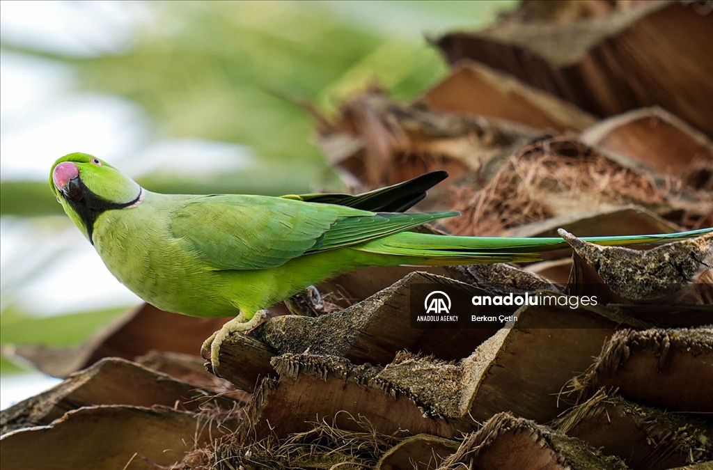 Green parrots make palm trees in Izmir's Kulturpark their nesting sites