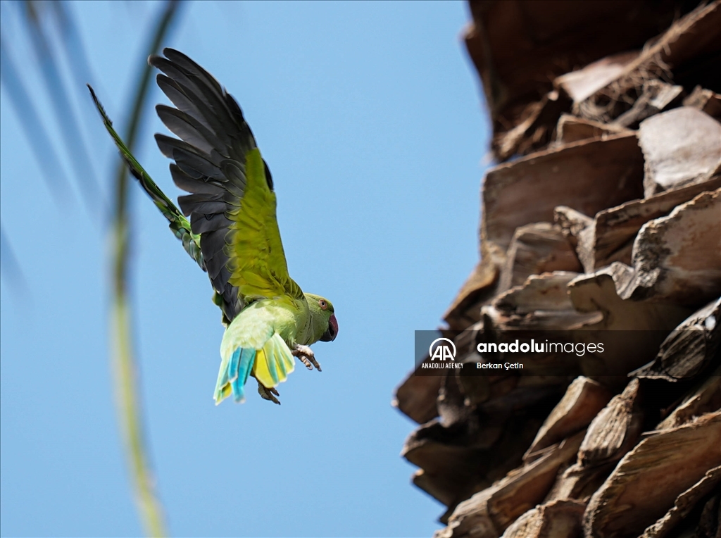 Green parrots make palm trees in Izmir's Kulturpark their nesting sites