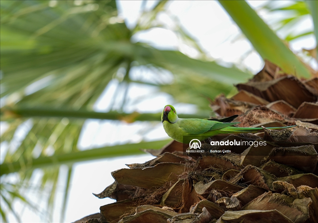 Green parrots make palm trees in Izmir's Kulturpark their nesting sites