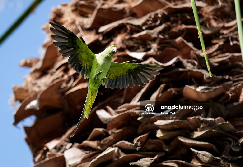 Green parrots make palm trees in Izmir's Kulturpark their nesting sites