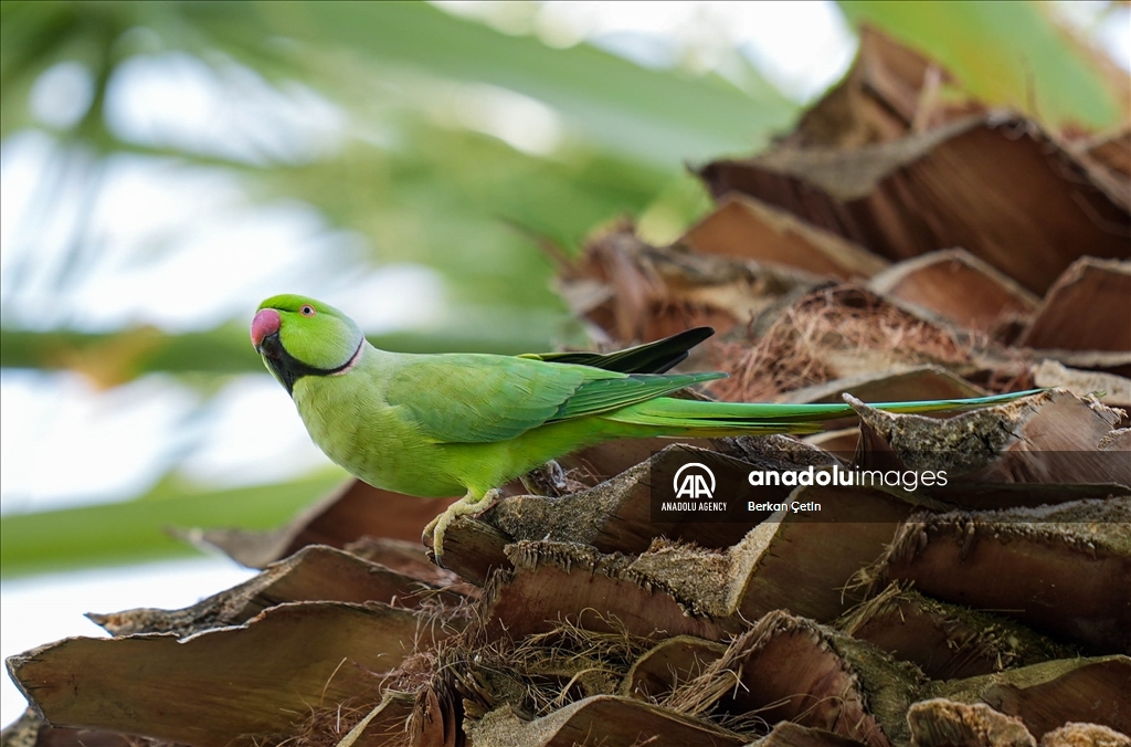 Green parrots make palm trees in Izmir's Kulturpark their nesting sites