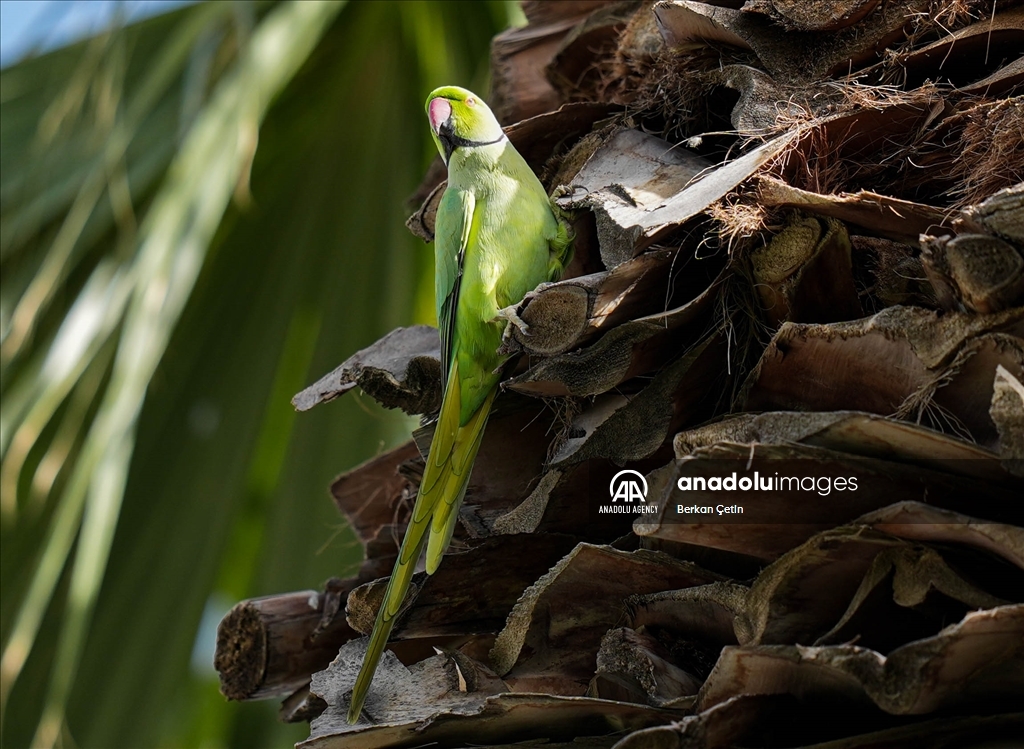 Green parrots make palm trees in Izmir's Kulturpark their nesting sites