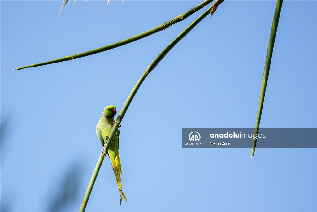 Green parrots make palm trees in Izmir's Kulturpark their nesting sites