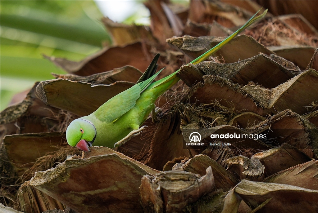 Green parrots make palm trees in Izmir's Kulturpark their nesting sites