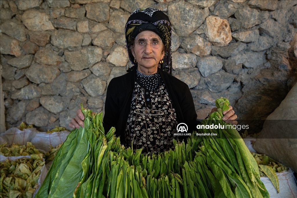 Adıyaman'ın Çelikhan ilçesinde tütün mesaisi devam ediyor