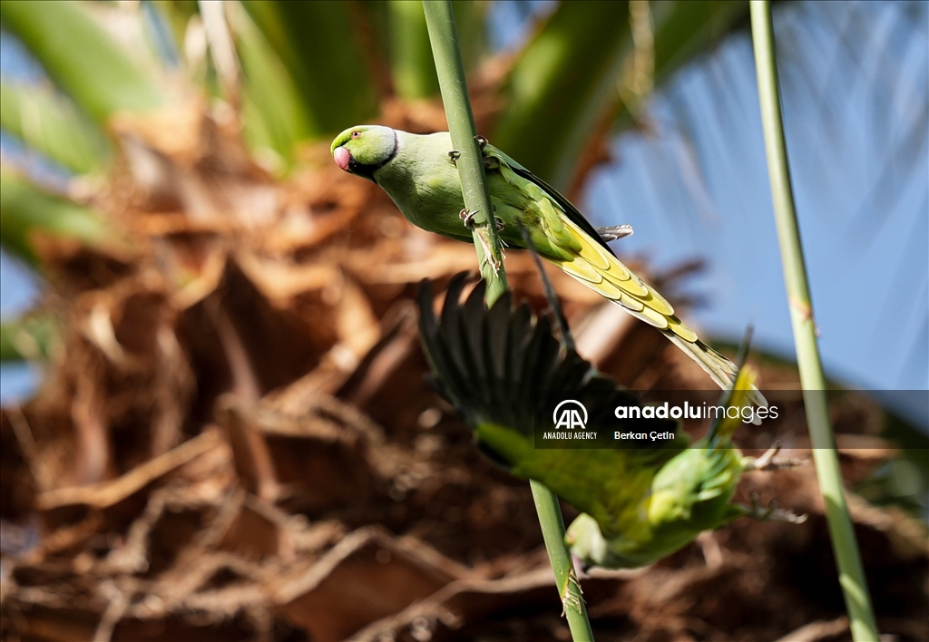 Green parrots make palm trees in Izmir's Kulturpark their nesting sites