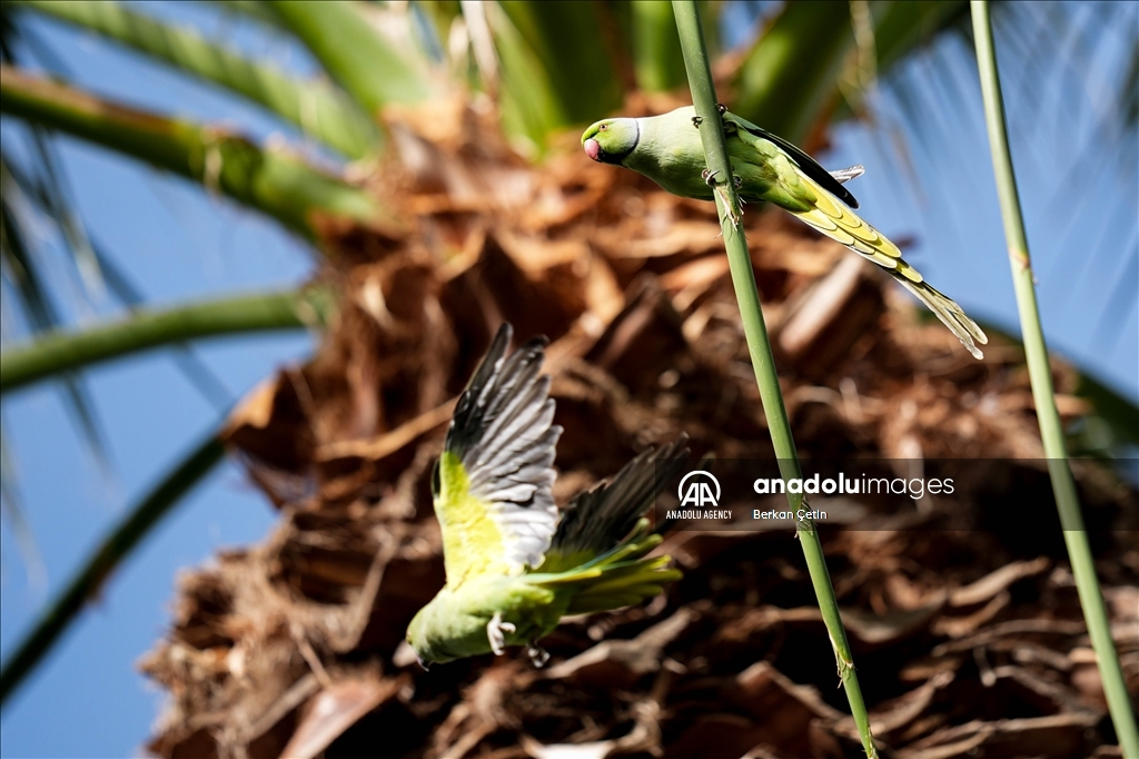 Green parrots make palm trees in Izmir's Kulturpark their nesting sites