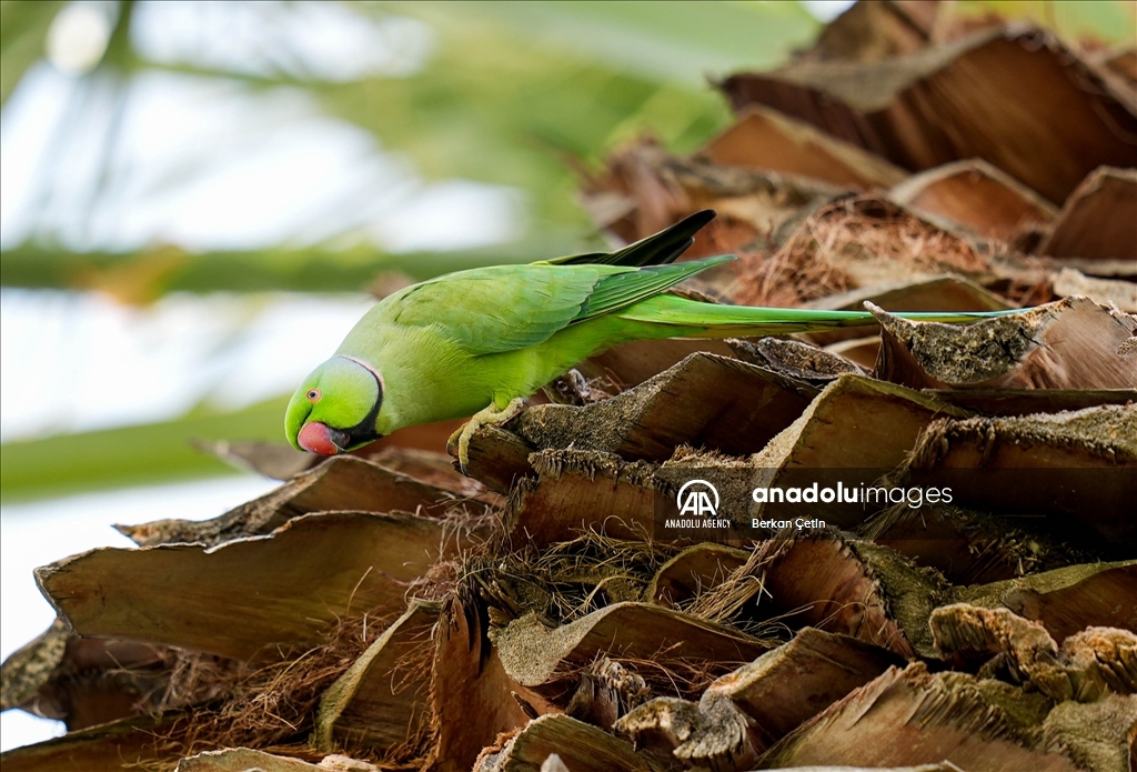 Green parrots make palm trees in Izmir's Kulturpark their nesting sites