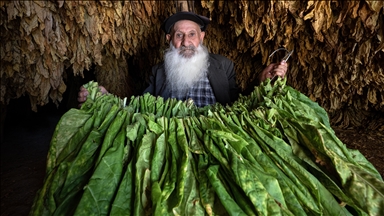 Adıyaman'ın Çelikhan ilçesinde tütün mesaisi devam ediyor